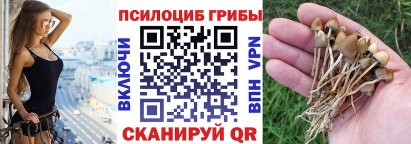 наркота  Кимры  Псилоцибиновые грибы Magic Shrooms 